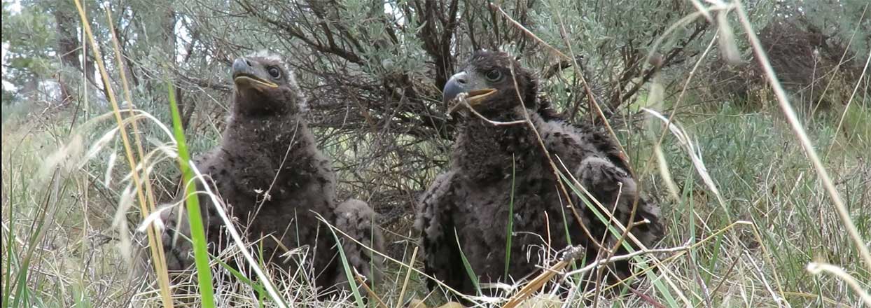 Lake Hemet Eaglets Banded For Study