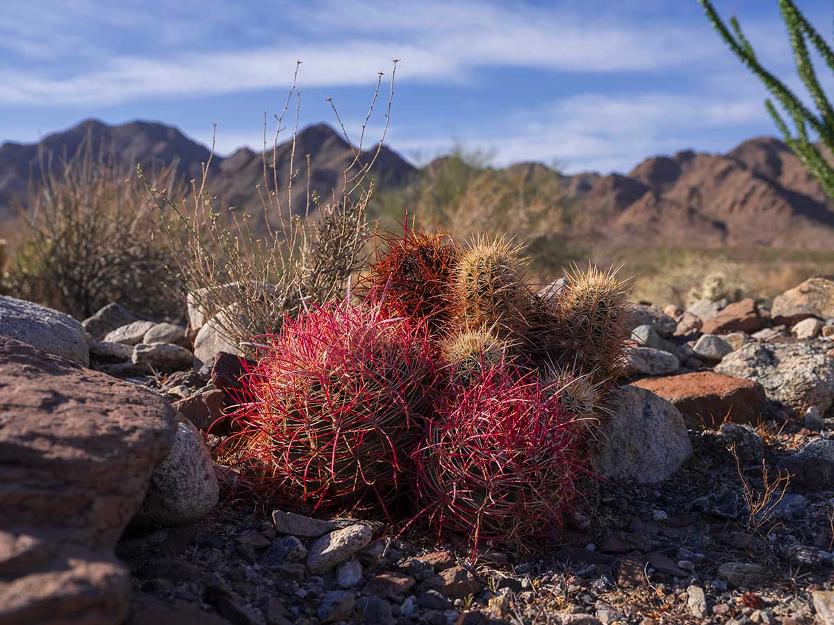 Indigenous Land Transfers Help Meet California 30×30 Conservation Goals